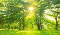 Relaxing nature
